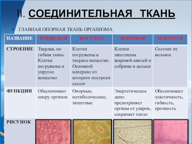 II. СОЕДИНИТЕЛЬНАЯ ТКАНЬ ГЛАВНАЯ ОПОРНАЯ ТКАНЬ ОРГАНИЗМА