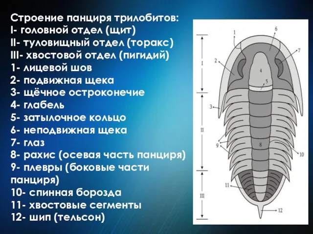 Строение панциря трилобитов: I- головной отдел (щит) II- туловищный отдел (торакс)