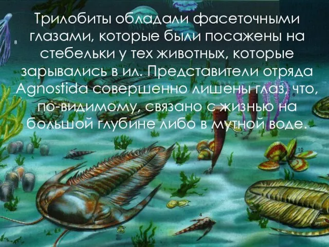 Трилобиты обладали фасеточными глазами, которые были посажены на стебельки у тех