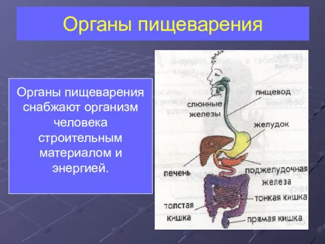 Органы пищеварения Органы пищеварения снабжают организм человека строительным материалом и энергией.