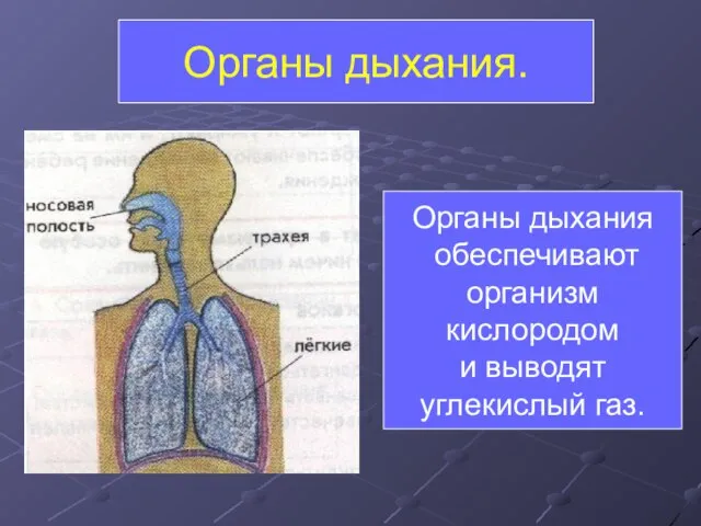 Органы дыхания. Органы дыхания обеспечивают организм кислородом и выводят углекислый газ.