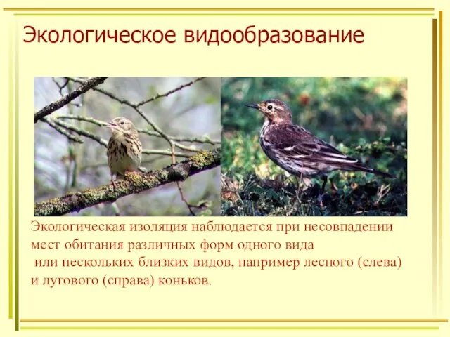 Экологическое видообразование Экологическая изоляция наблюдается при несовпадении мест обитания различных форм