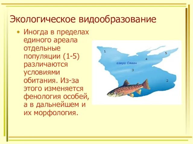 Экологическое видообразование Иногда в пределах единого ареала отдельные популяции (1-5) различаются