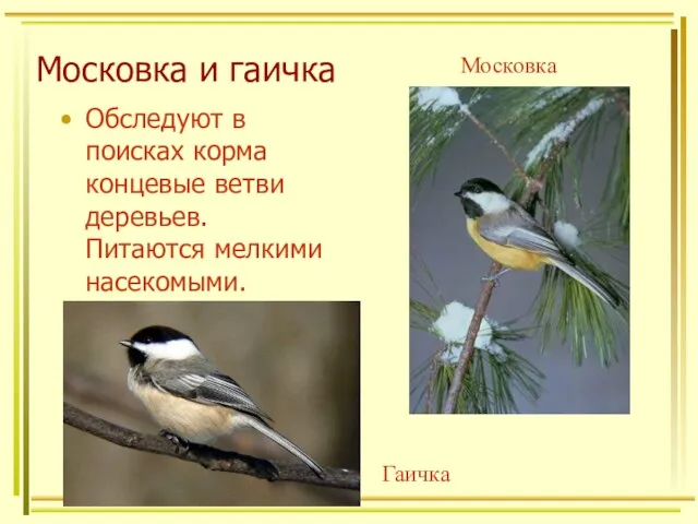 Московка и гаичка Обследуют в поисках корма концевые ветви деревьев. Питаются мелкими насекомыми. Московка Гаичка