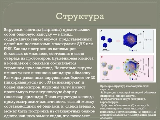 Вирусные частицы (вирио́ны) представляют собой белковую капсулу — капсид, содержащую геном