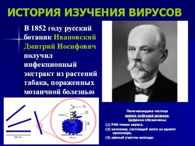 ИСТОРИЯ ИЗУЧЕНИЯ ВИРУСОВ В 1852 году русский ботаник Ивановский Дмитрий Иосифович