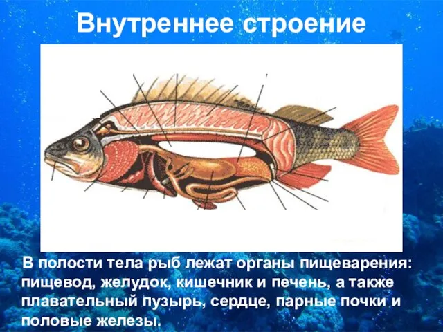 Внутреннее строение В полости тела рыб лежат органы пищеварения: пищевод, желудок,
