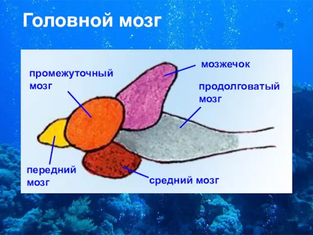 Головной мозг промежуточный мозг мозжечок продолговатый мозг передний мозг средний мозг