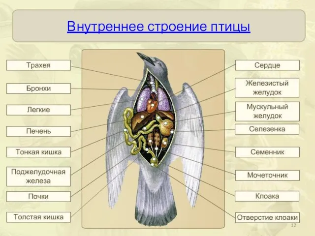 Внутреннее строение птицы