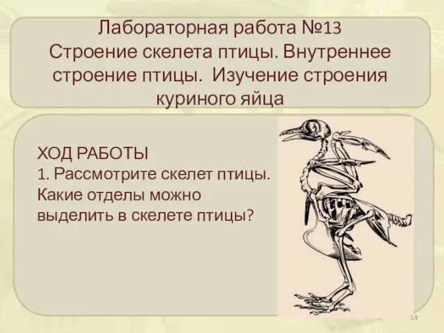 Лабораторная работа №13 Строение скелета птицы. Внутреннее строение птицы. Изучение строения куриного яйца