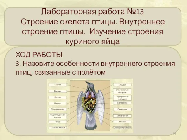 Лабораторная работа №13 Строение скелета птицы. Внутреннее строение птицы. Изучение строения куриного яйца