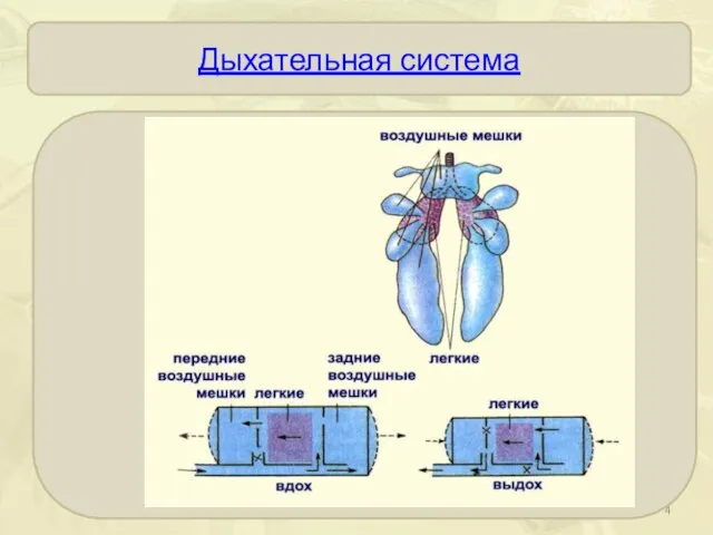 Дыхательная система