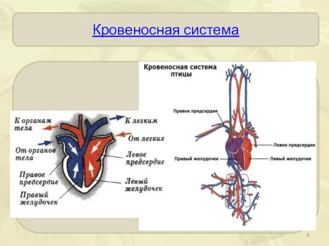 Кровеносная система