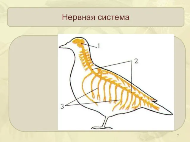 Нервная система