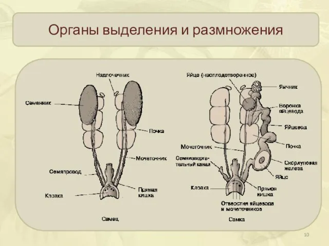 Органы выделения и размножения