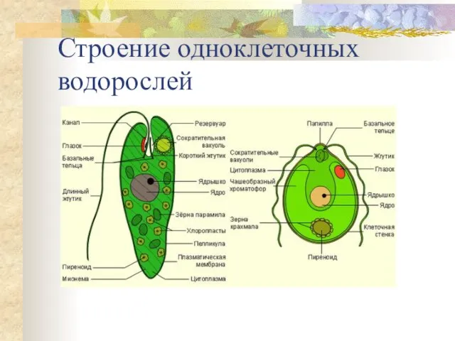 Строение одноклеточных водорослей