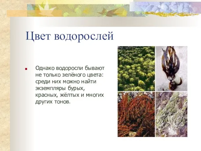 Цвет водорослей Однако водоросли бывают не только зелёного цвета: среди них