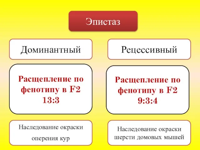 Эпистаз Доминантный Рецессивный Расщепление по фенотипу в F2 13:3 Расщепление по