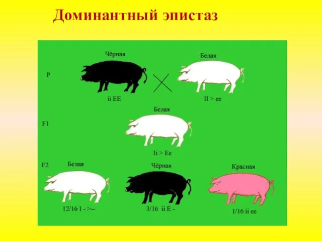 Доминантный эпистаз