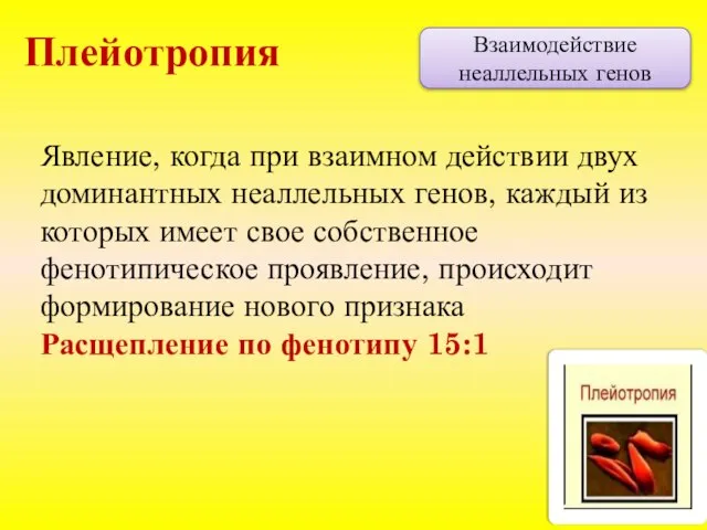 Взаимодействие неаллельных генов Плейотропия Явление, когда при взаимном действии двух доминантных