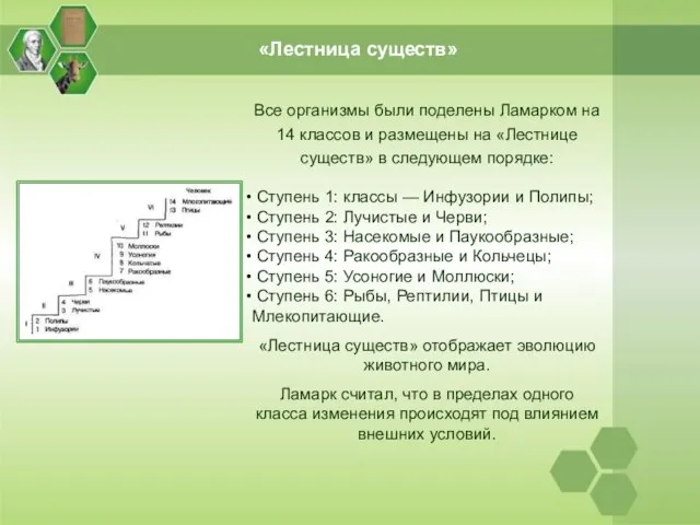 «Лестница существ» Все организмы были поделены Ламарком на 14 классов и