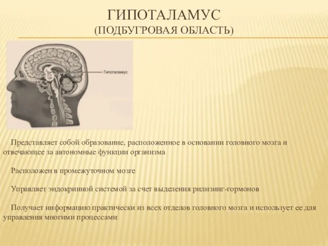 ГИПОТАЛАМУС (подбугровая область) Представляет собой образование, расположенное в основании головного мозга