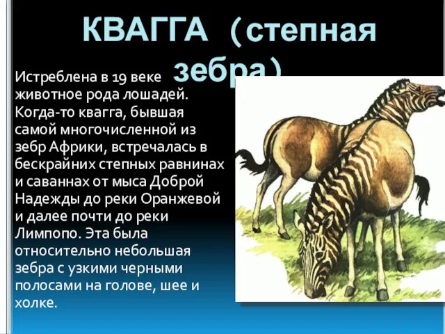 КВАГГА (степная зебра) Истреблена в 19 веке животное рода лошадей. Когда-то