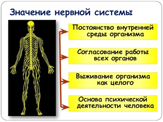 Значение нервной системы Постоянство внутренней среды организма Согласование работы всех органов