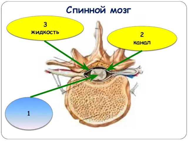 Спинной мозг 2 канал 3 жидкость 1