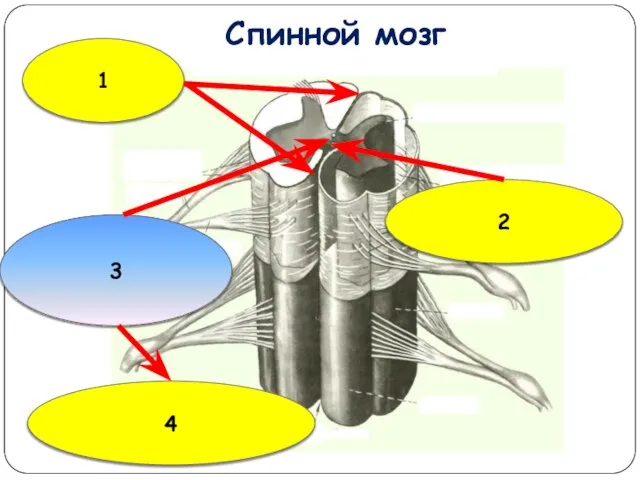 Спинной мозг 2 1 3 4