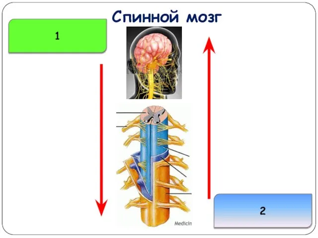 Спинной мозг 2 1