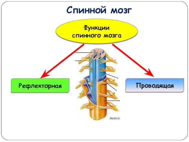 Спинной мозг Проводящая Рефлекторная Функции спинного мозга