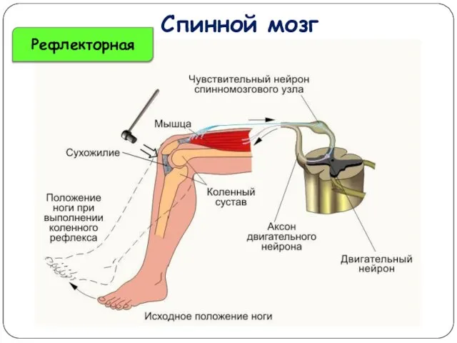 Спинной мозг Рефлекторная