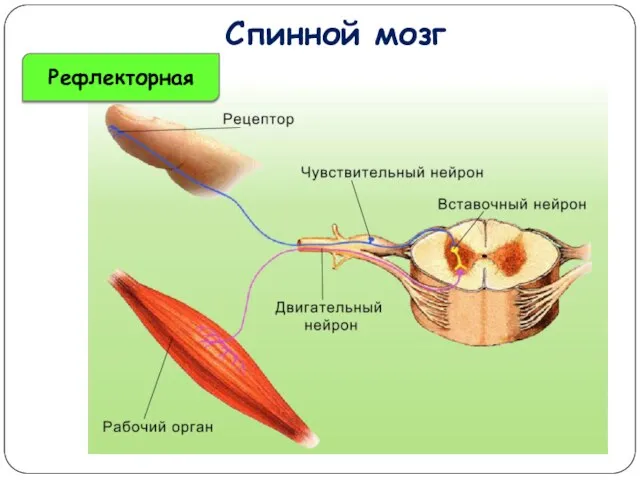 Спинной мозг Рефлекторная