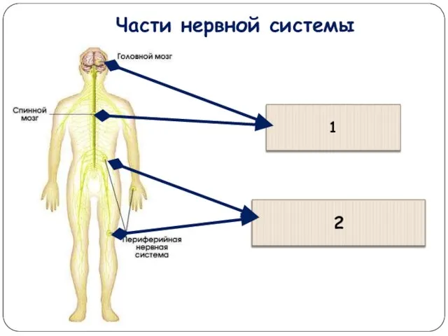 Части нервной системы 2 1