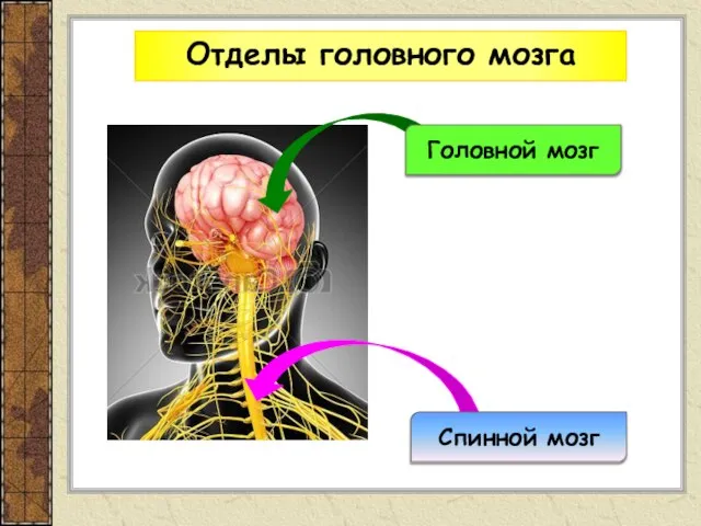 Отделы головного мозга Спинной мозг Головной мозг