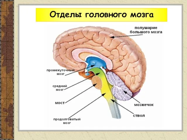 Отделы головного мозга