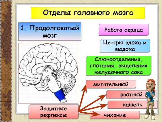 Отделы головного мозга 1. Продолговатый мозг Работа сердца Защитные рефлексы мигательный
