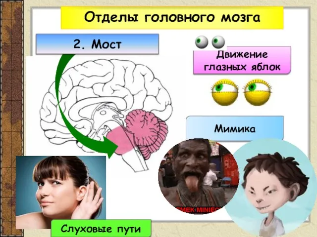 Отделы головного мозга Движение глазных яблок Мимика 2. Мост Слуховые пути