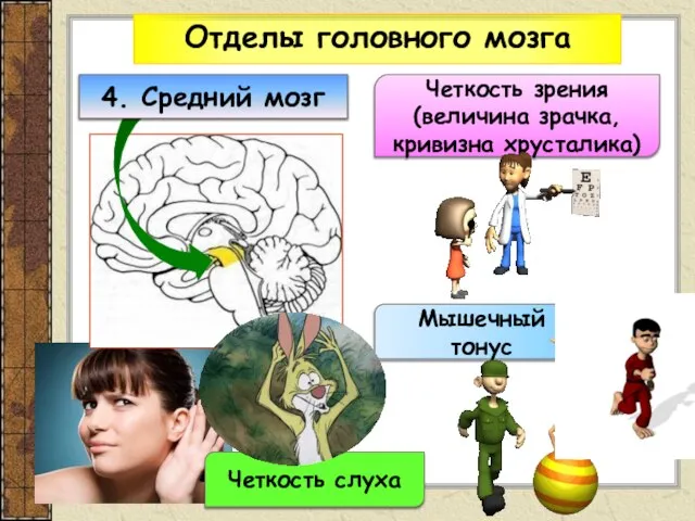 Отделы головного мозга Четкость зрения (величина зрачка, кривизна хрусталика) Мышечный тонус Четкость слуха 4. Средний мозг