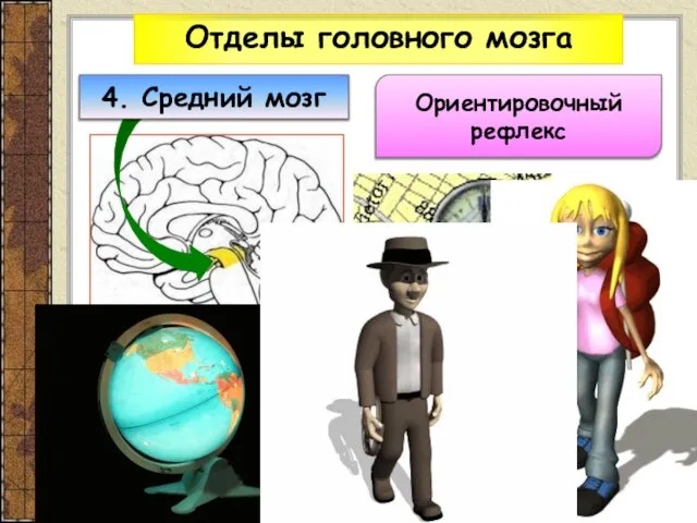 Отделы головного мозга Ориентировочный рефлекс 4. Средний мозг