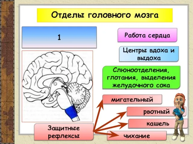 Отделы головного мозга 1 Работа сердца Защитные рефлексы мигательный рвотный кашель
