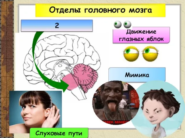 Отделы головного мозга Движение глазных яблок Мимика 2 Слуховые пути