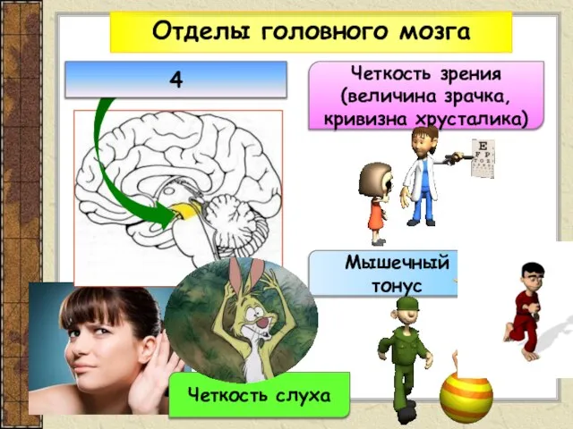 Отделы головного мозга Четкость зрения (величина зрачка, кривизна хрусталика) Мышечный тонус Четкость слуха 4