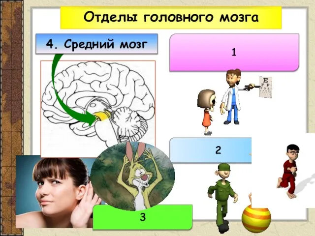 Отделы головного мозга 1 2 3 4. Средний мозг