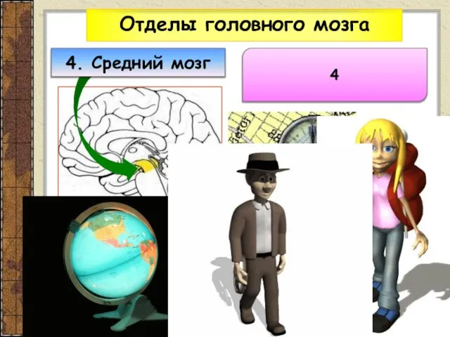 Отделы головного мозга 4 4. Средний мозг