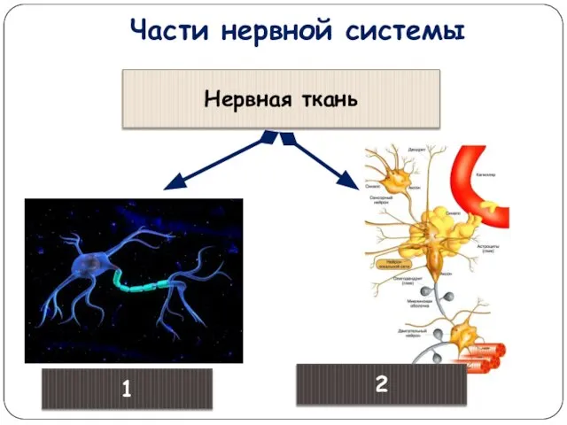 Части нервной системы Нервная ткань 1 2