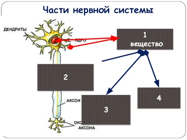 Части нервной системы 1 вещество 2 3 4