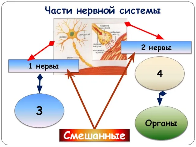 Части нервной системы 3 1 нервы 2 нервы 4 Органы Смешанные