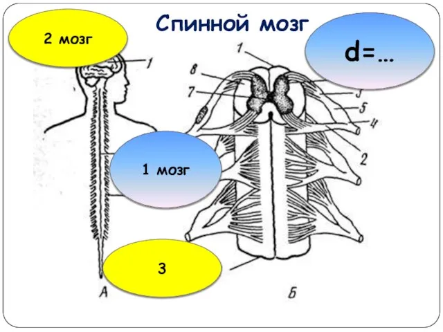 Спинной мозг d=… 2 мозг 3 1 мозг